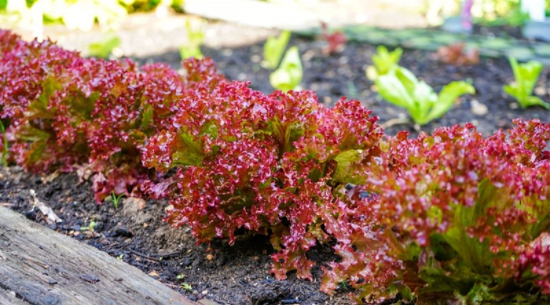 Succession Planting: A Beginner s Guide to Continuous Harvests