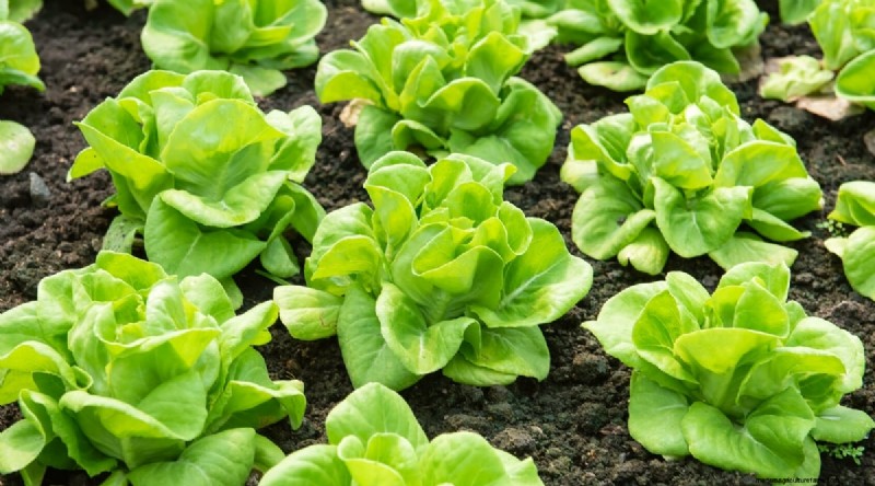 Succession Planting: A Beginner s Guide to Continuous Harvests