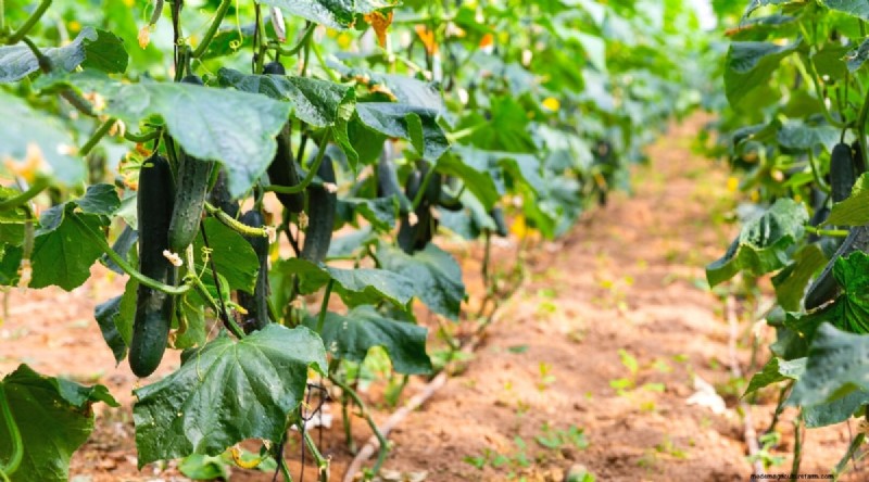 Succession Planting: A Beginner s Guide to Continuous Harvests