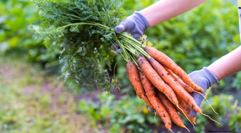 Succession Planting: A Beginner s Guide to Continuous Harvests
