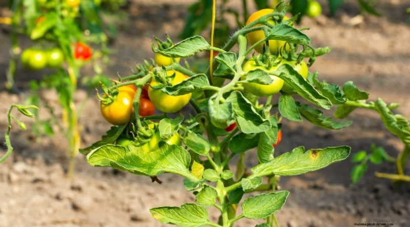 Succession Planting: A Beginner s Guide to Continuous Harvests