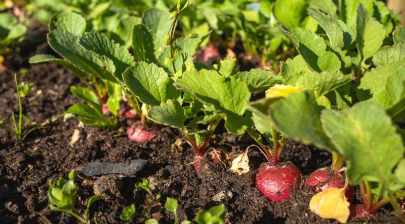Succession Planting: A Beginner s Guide to Continuous Harvests