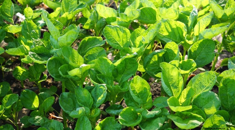Succession Planting: A Beginner s Guide to Continuous Harvests
