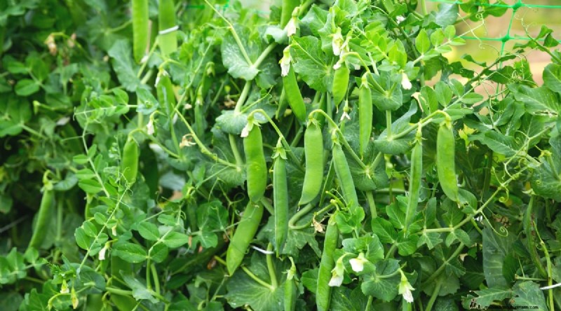 Succession Planting: A Beginner s Guide to Continuous Harvests