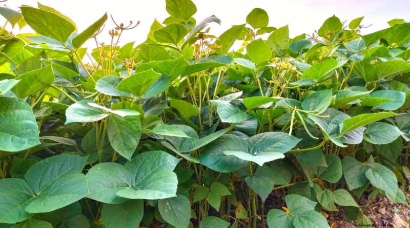 Succession Planting: A Beginner s Guide to Continuous Harvests