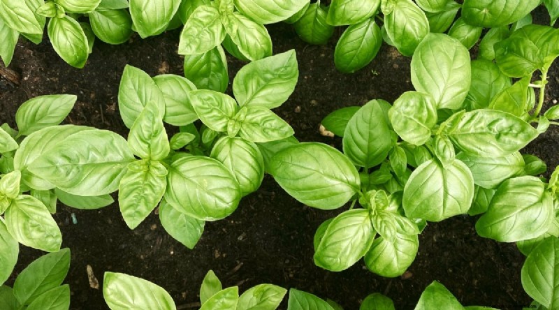 Succession Planting: A Beginner s Guide to Continuous Harvests