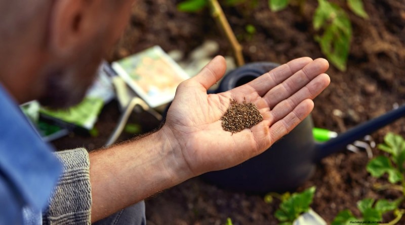 Succession Planting: A Beginner s Guide to Continuous Harvests