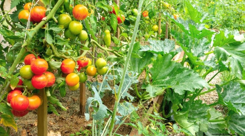 Companion Planting: Tomatoes & Squash for a Bountiful Garden