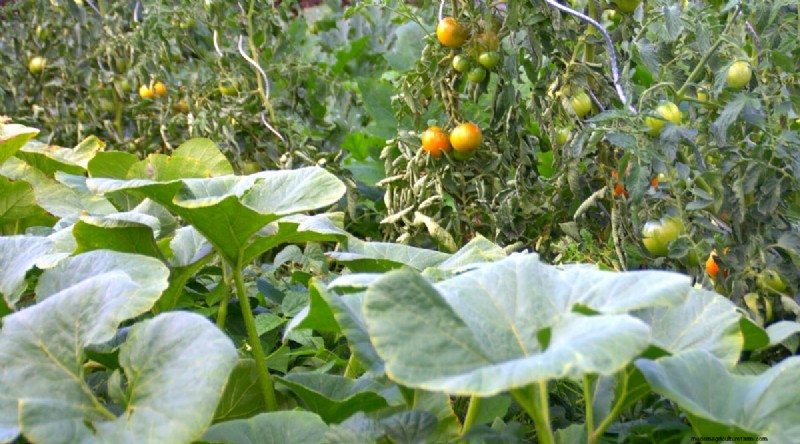 Companion Planting: Tomatoes & Squash for a Bountiful Garden