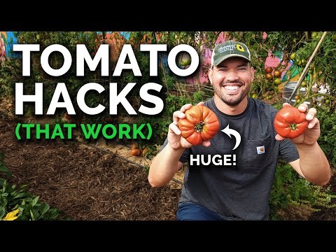 Companion Planting: Tomatoes & Squash for a Bountiful Garden