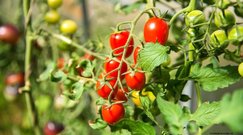 Companion Planting: Tomatoes & Squash for a Bountiful Garden
