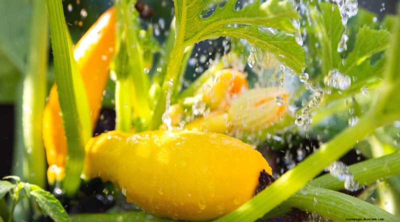 Companion Planting: Tomatoes & Squash for a Bountiful Garden