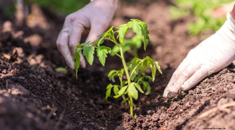 Companion Planting: Tomatoes & Squash for a Bountiful Garden