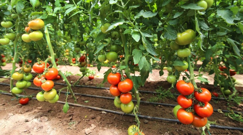 Companion Planting: Tomatoes & Squash for a Bountiful Garden
