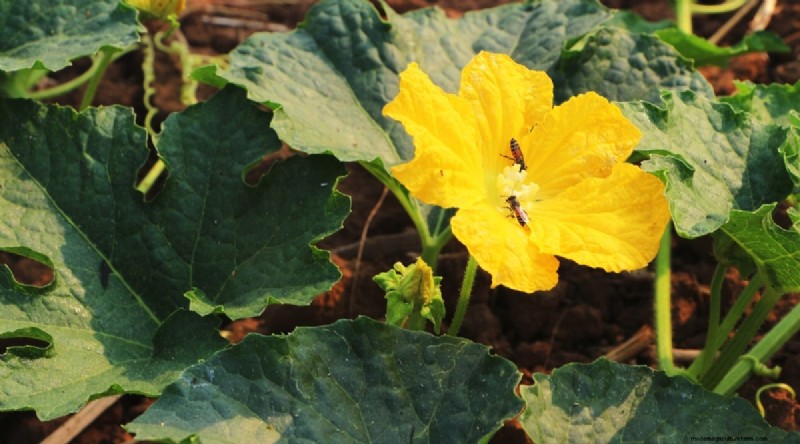 Companion Planting: Tomatoes & Squash for a Bountiful Garden