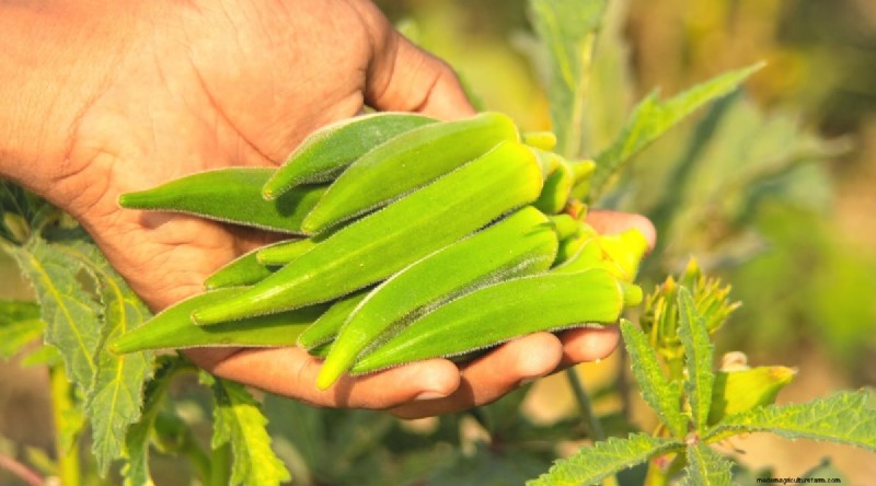 Okra Harvesting Guide: Timing & Best Practices for Flavorful Pods