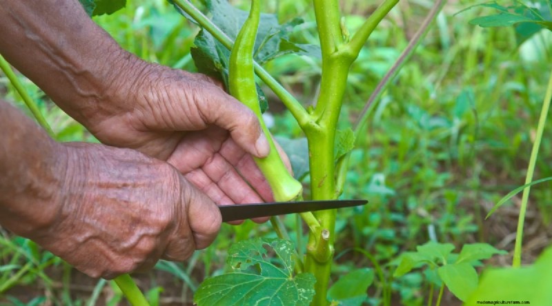 Okra Harvesting Guide: Timing & Best Practices for Flavorful Pods