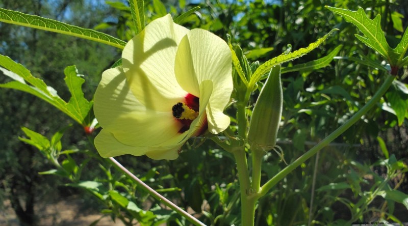 Okra Harvesting Guide: Timing & Best Practices for Flavorful Pods