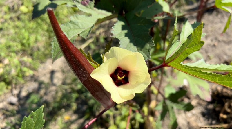 Okra Harvesting Guide: Timing & Best Practices for Flavorful Pods