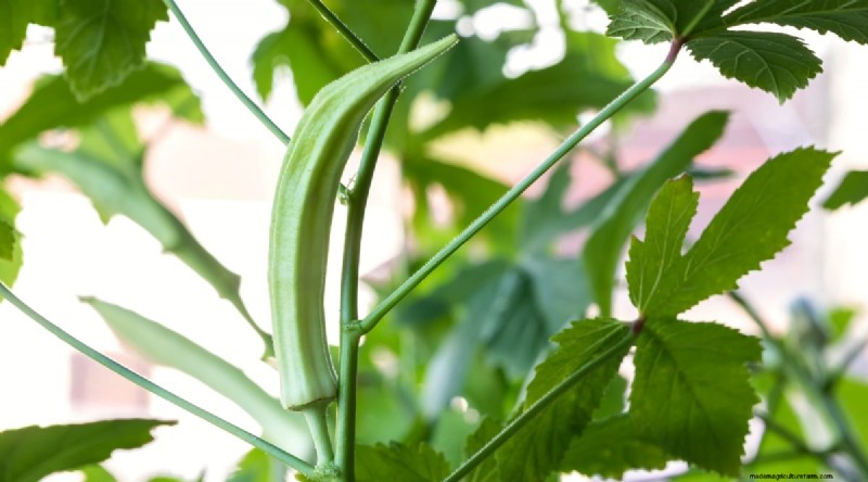Okra Harvesting Guide: Timing & Best Practices for Flavorful Pods