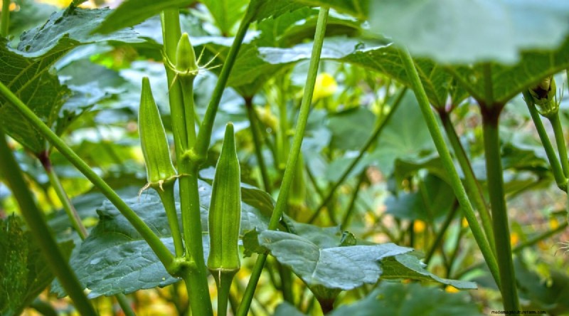 Okra Harvesting Guide: Timing & Best Practices for Flavorful Pods