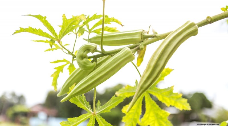 Okra Harvesting Guide: Timing & Best Practices for Flavorful Pods