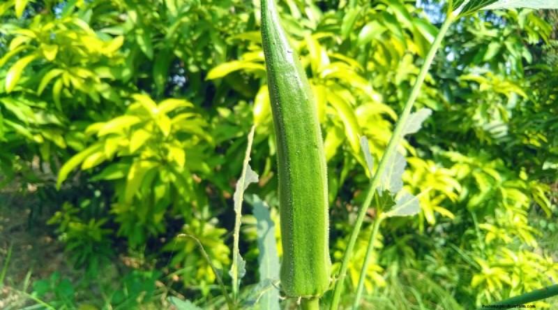 Okra Harvesting Guide: Timing & Best Practices for Flavorful Pods