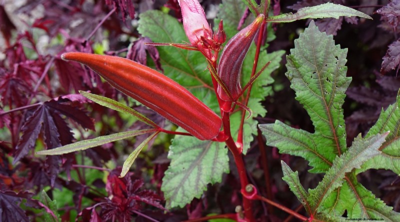 Okra Harvesting Guide: Timing & Best Practices for Flavorful Pods