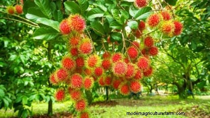 Rambutan Trees: Growing, Planting & Care Guide