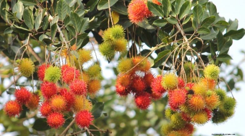 Rambutan Trees: Growing, Planting & Care Guide