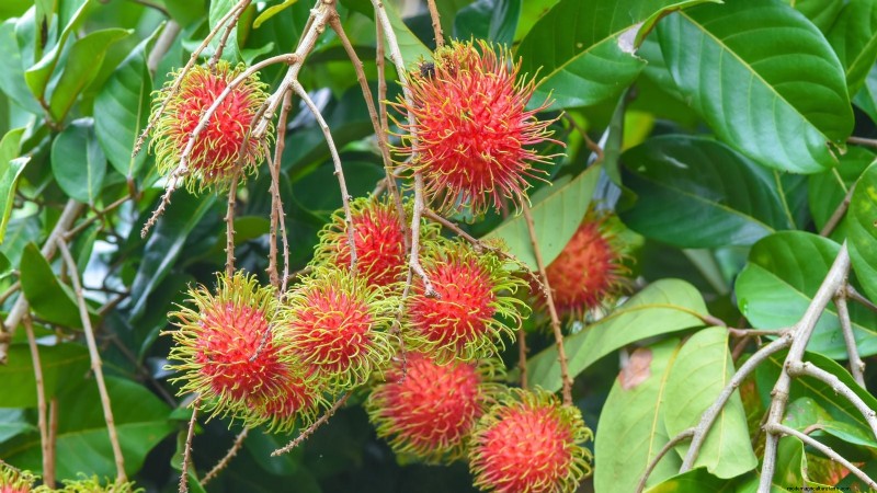 Rambutan Trees: Growing, Planting & Care Guide