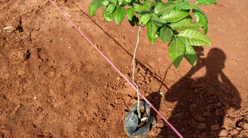 Rambutan Trees: Growing, Planting & Care Guide