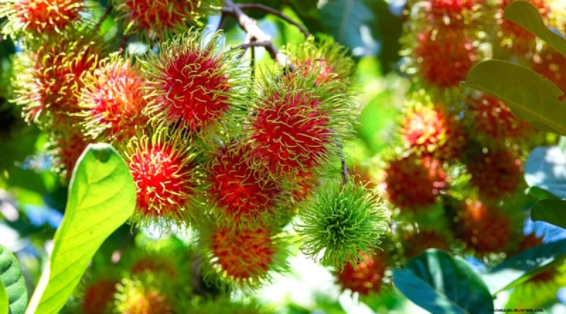 Rambutan Trees: Growing, Planting & Care Guide