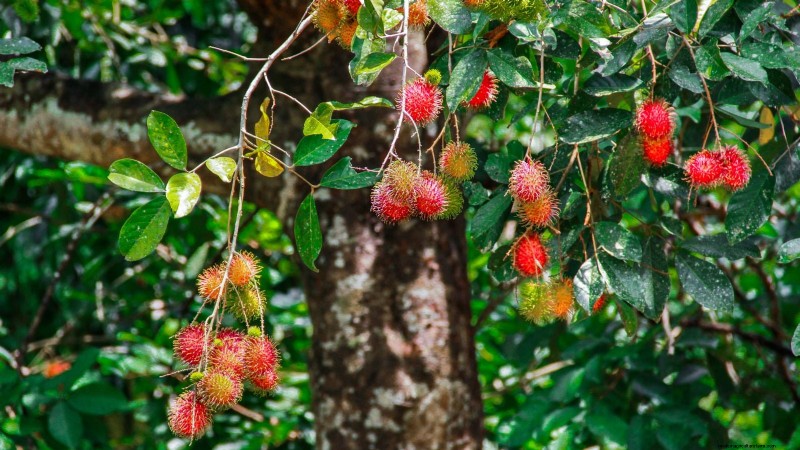 Rambutan Trees: Growing, Planting & Care Guide