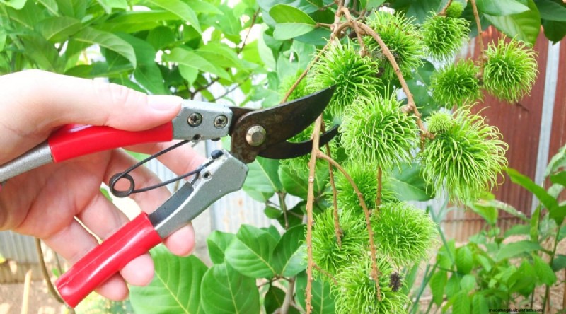 Rambutan Trees: Growing, Planting & Care Guide