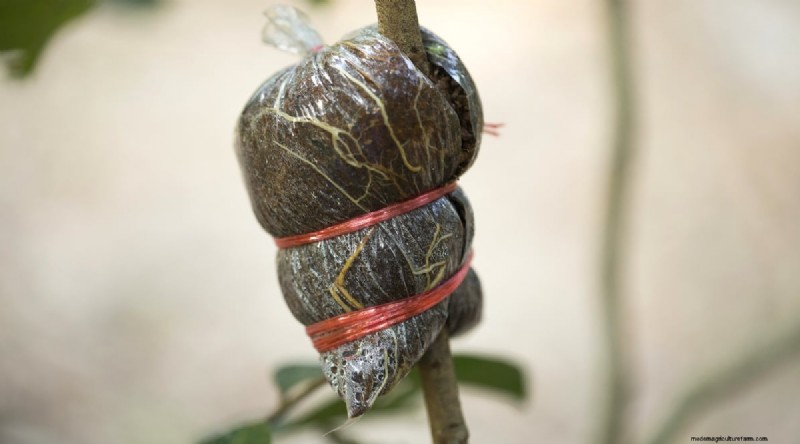 Rambutan Trees: Growing, Planting & Care Guide