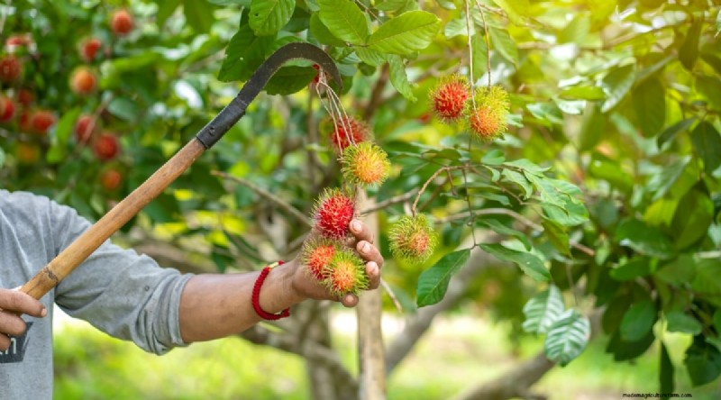 Rambutan Trees: Growing, Planting & Care Guide