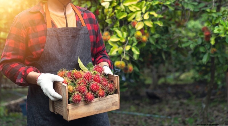 Rambutan Trees: Growing, Planting & Care Guide