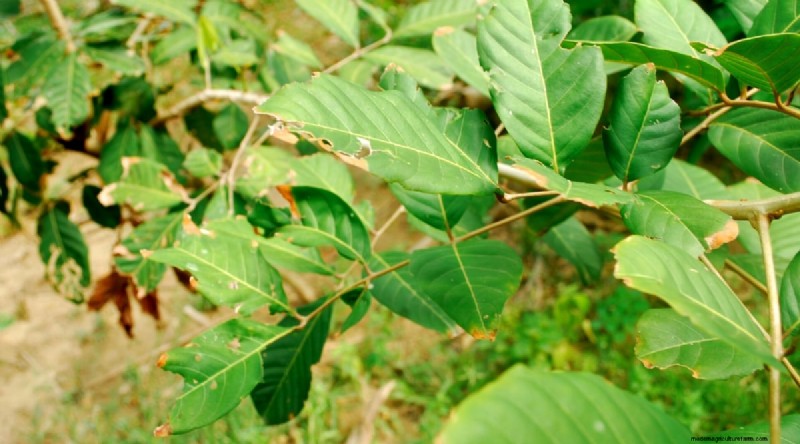 Rambutan Trees: Growing, Planting & Care Guide