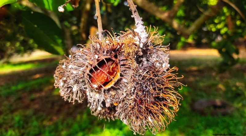 Rambutan Trees: Growing, Planting & Care Guide