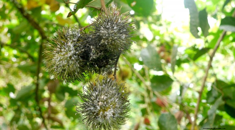Rambutan Trees: Growing, Planting & Care Guide