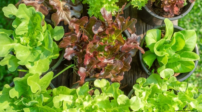 Grow Lettuce in Containers: Expert Tips for a Bountiful Harvest