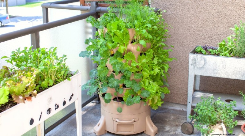 Grow Lettuce in Containers: Expert Tips for a Bountiful Harvest
