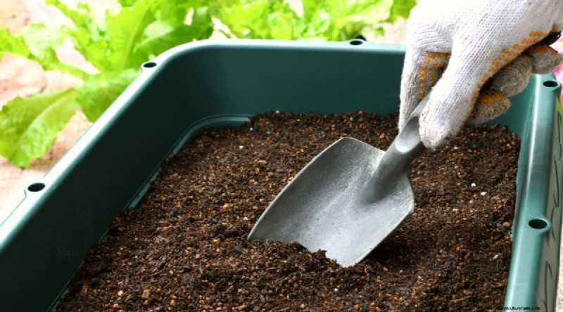 Grow Lettuce in Containers: Expert Tips for a Bountiful Harvest