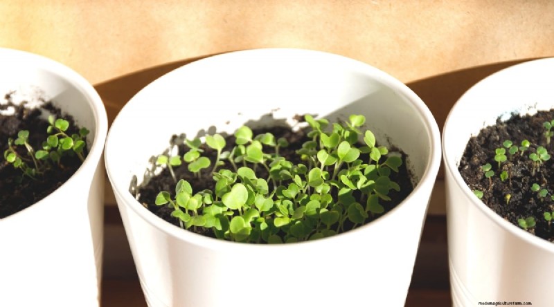 Grow Lettuce in Containers: Expert Tips for a Bountiful Harvest