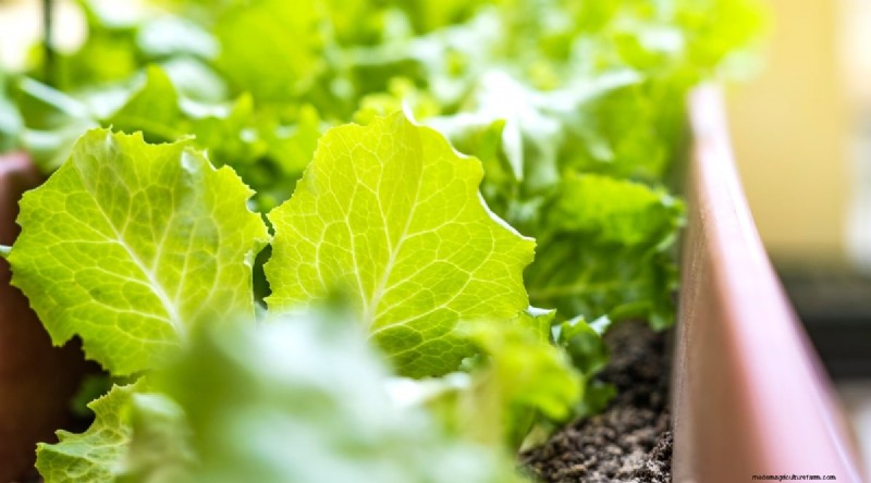 Grow Lettuce in Containers: Expert Tips for a Bountiful Harvest
