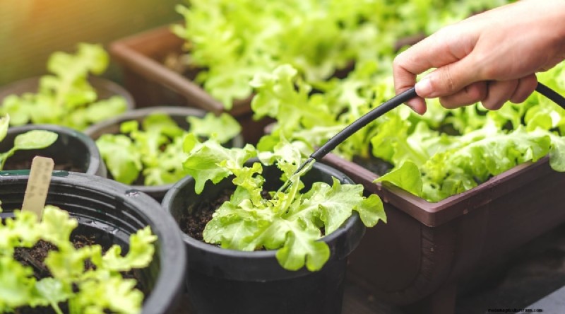 Grow Lettuce in Containers: Expert Tips for a Bountiful Harvest