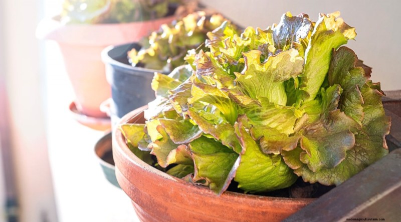 Grow Lettuce in Containers: Expert Tips for a Bountiful Harvest
