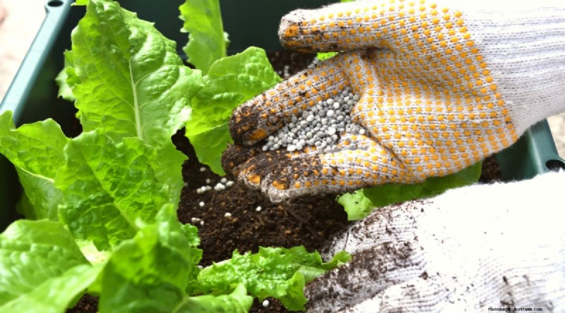Grow Lettuce in Containers: Expert Tips for a Bountiful Harvest