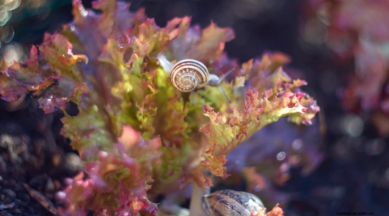Grow Lettuce in Containers: Expert Tips for a Bountiful Harvest